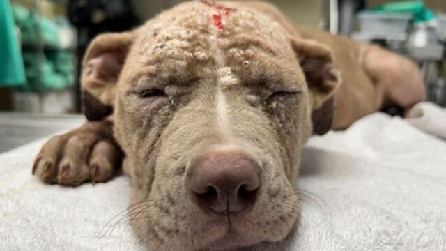 Piena di malattie e con ferite alla testa e al collo, questa piccola Pitbull aveva bisogno di aiuto