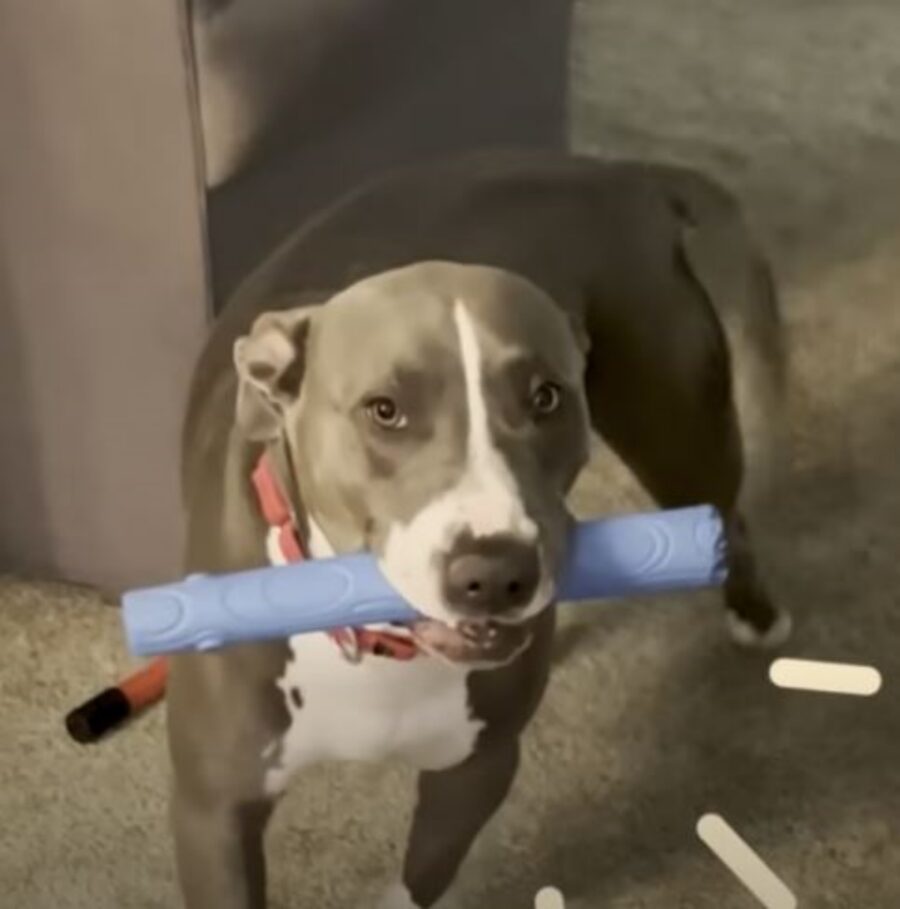 un cane con un bastone blu