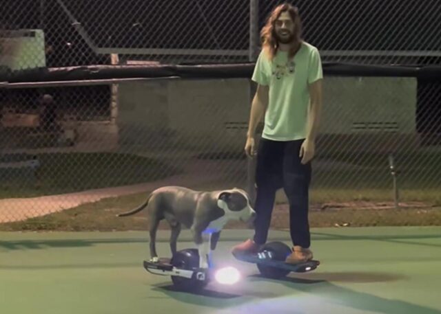 Pit Bull sullo skateboard elettrico: Greyson ha già conquistato tutti