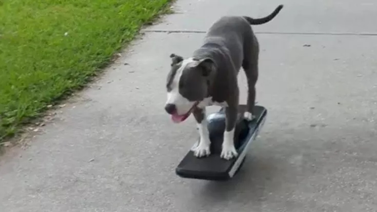 Pit Bull sullo skateboard elettrico