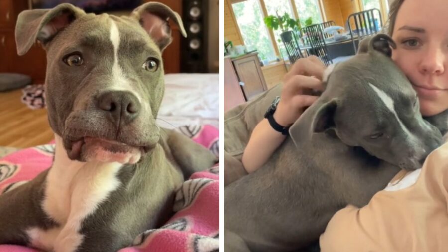 cagnolino sulla coperta rosa