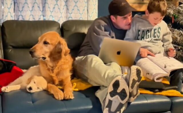 Il Golden Retriever è convinto che il cucciolo sia un regalo per lui e non potrebbe essere più felice (VIDEO)