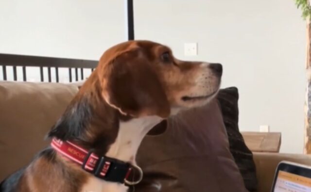 Salvato da laboratorio, dopo tanti maltrattamenti questo Beagle ritrova la voce e la voglia di amare (VIDEO)
