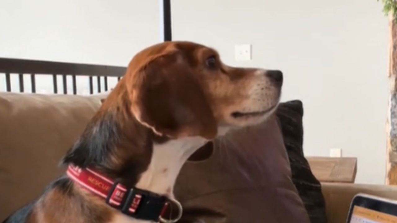 cane beagle