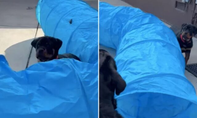 Il cucciolo di Rottweiler cerca di evitare la sorella maggiore mentre gioca e la sua impresa fa impazzire tutti