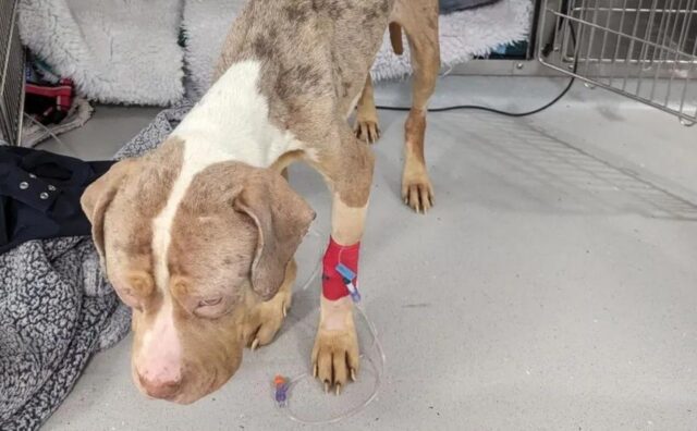 Abbandonato senza cibo né acqua con temperature gelide: questo cane è stato davvero salvato per miracolo