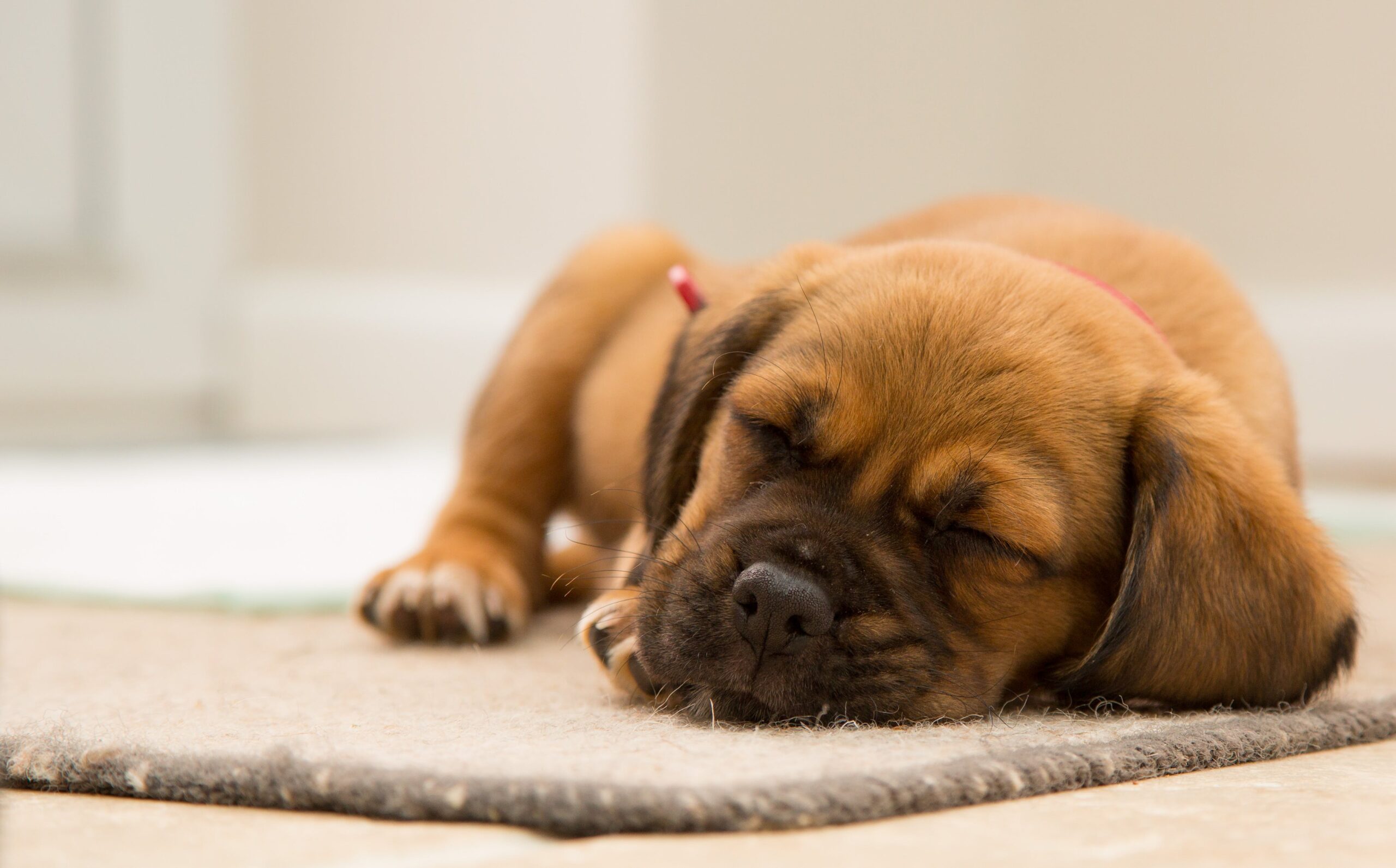 cucciolo di cane dorme su tappeto