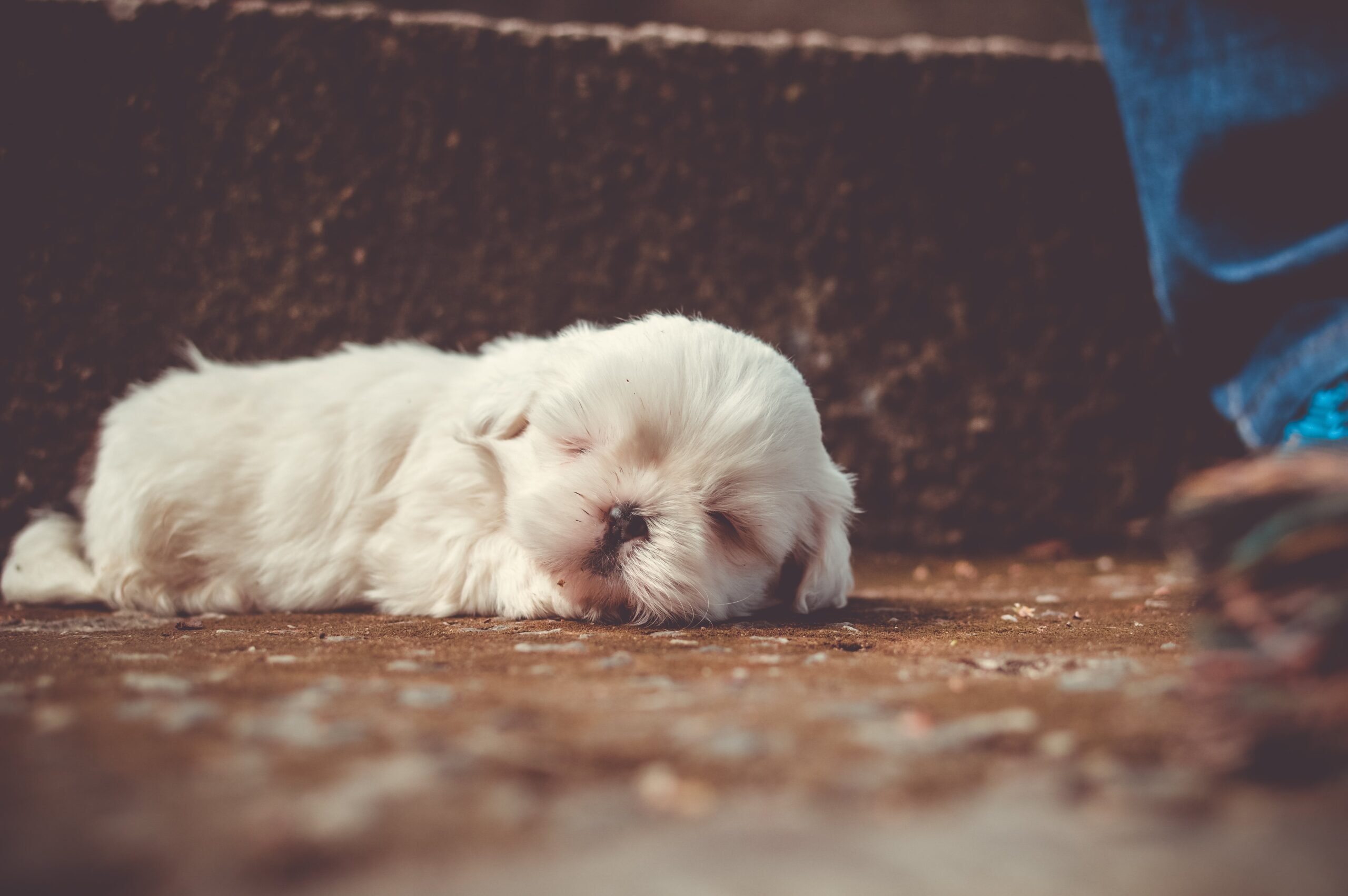 cucciolo di cane bianco