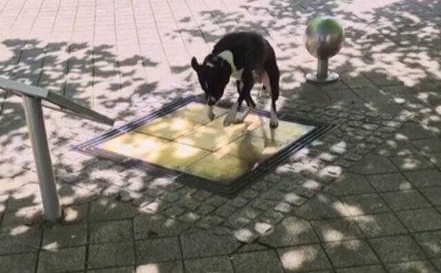 Questo cane capisce come funziona il tappetino musicale per strada e decide di cimentarsi (VIDEO)
