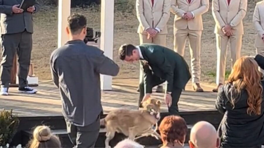 cane che partecipa alla cerimonia nuziale