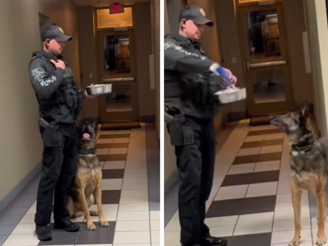 Il cane poliziotto va in pensione e il suo compagno umano gli dà un ultimo gustosissimo regalo