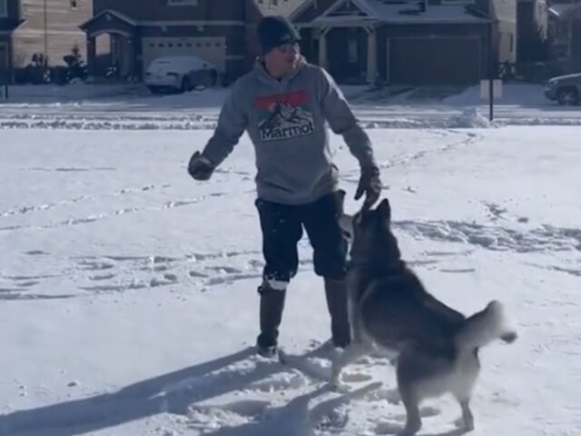 Questo Husky non riesce a nascondere la sua confusione dopo aver “perso” a palle di neve