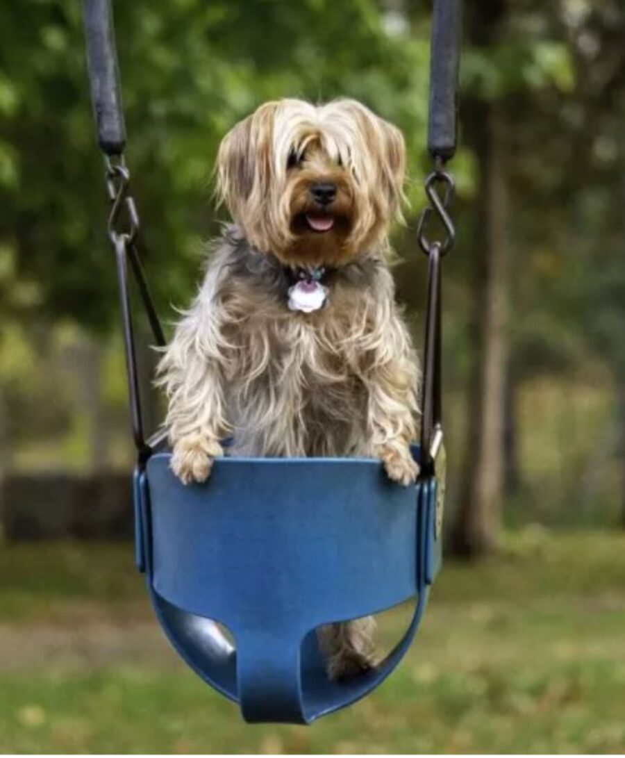 un cane di noma Tank