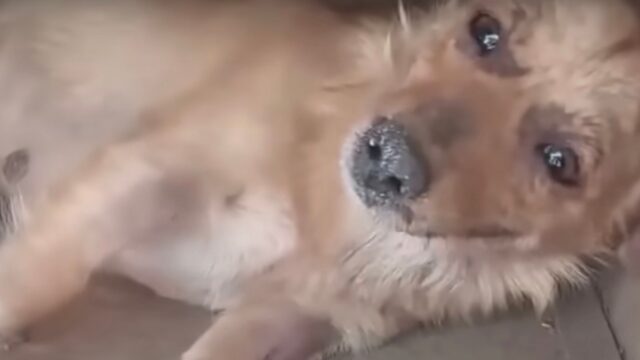 “Abbiate cura dei miei cuccioli”: mamma cagnolina, avvelenata, implora i soccorritori di salvare i suoi bambini – Video