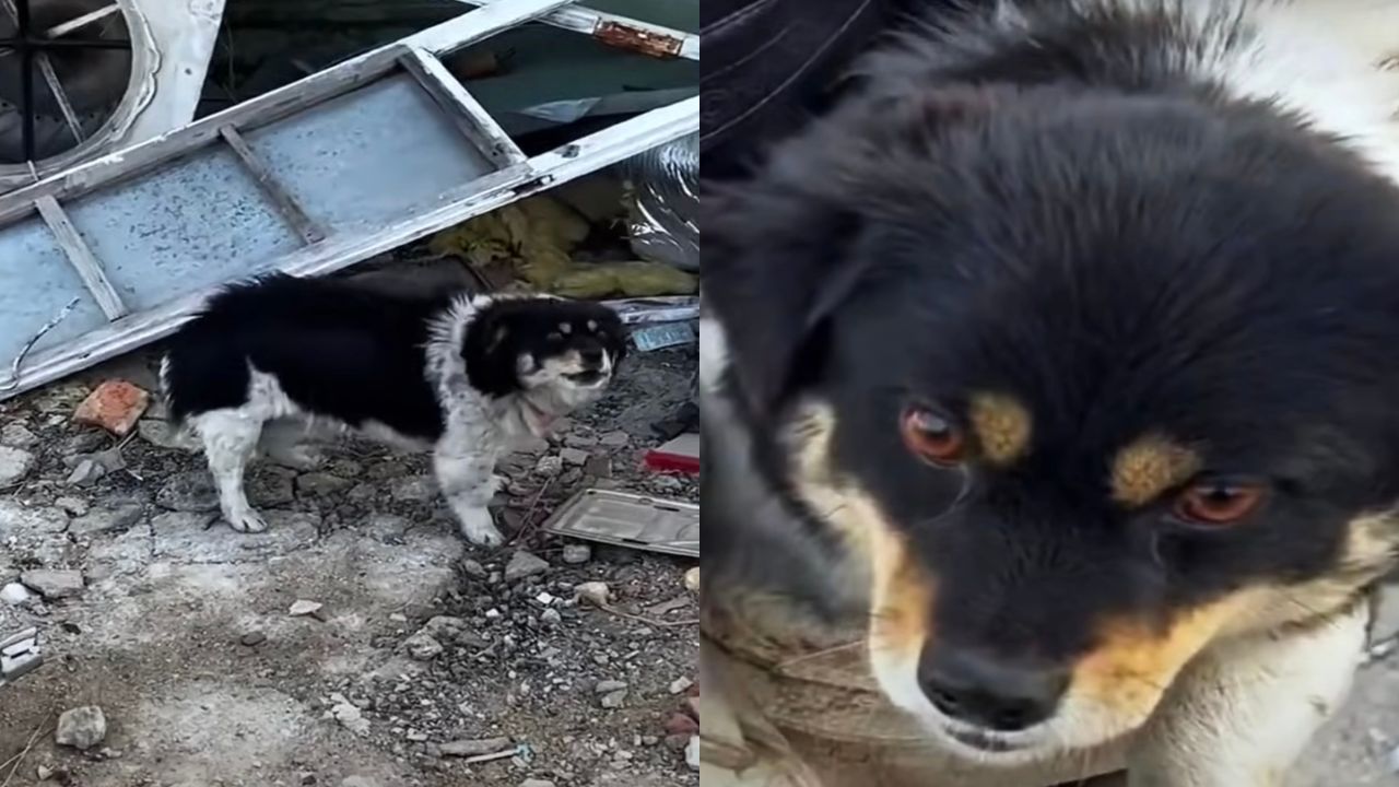 Cagnolina preoccupata per la sua cucciola