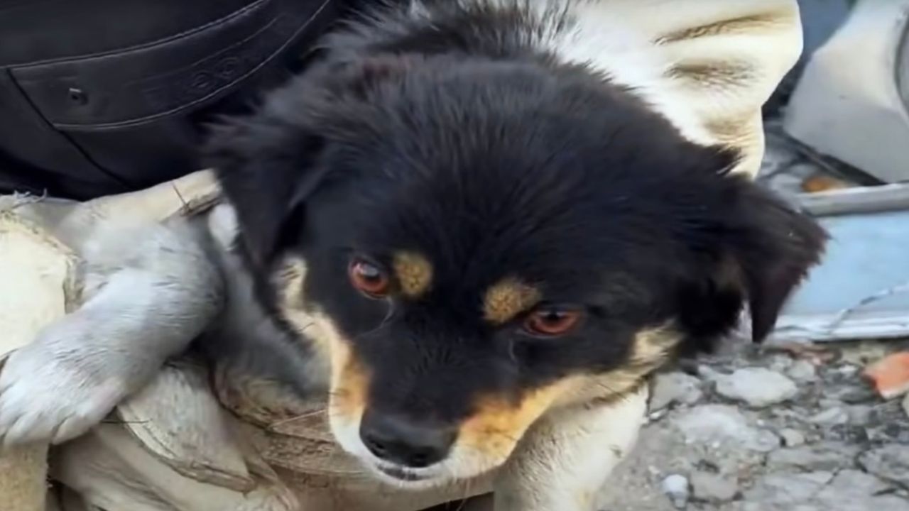 Cagnolina in braccio