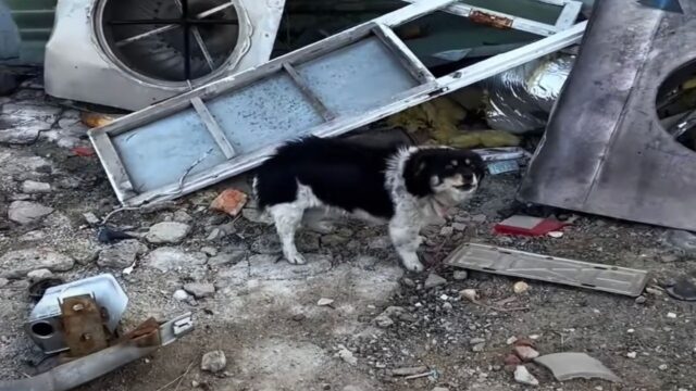 “Vi prego, salvatela”: la cagnolina guida i soccorritori verso la sua cucciola, implorando loro di fare qualcosa – Video