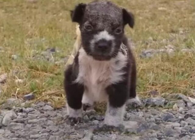 A sole due settimane questo cucciolo di cane è stato gettato nella spazzatura: ha rischiato davvero molto grosso