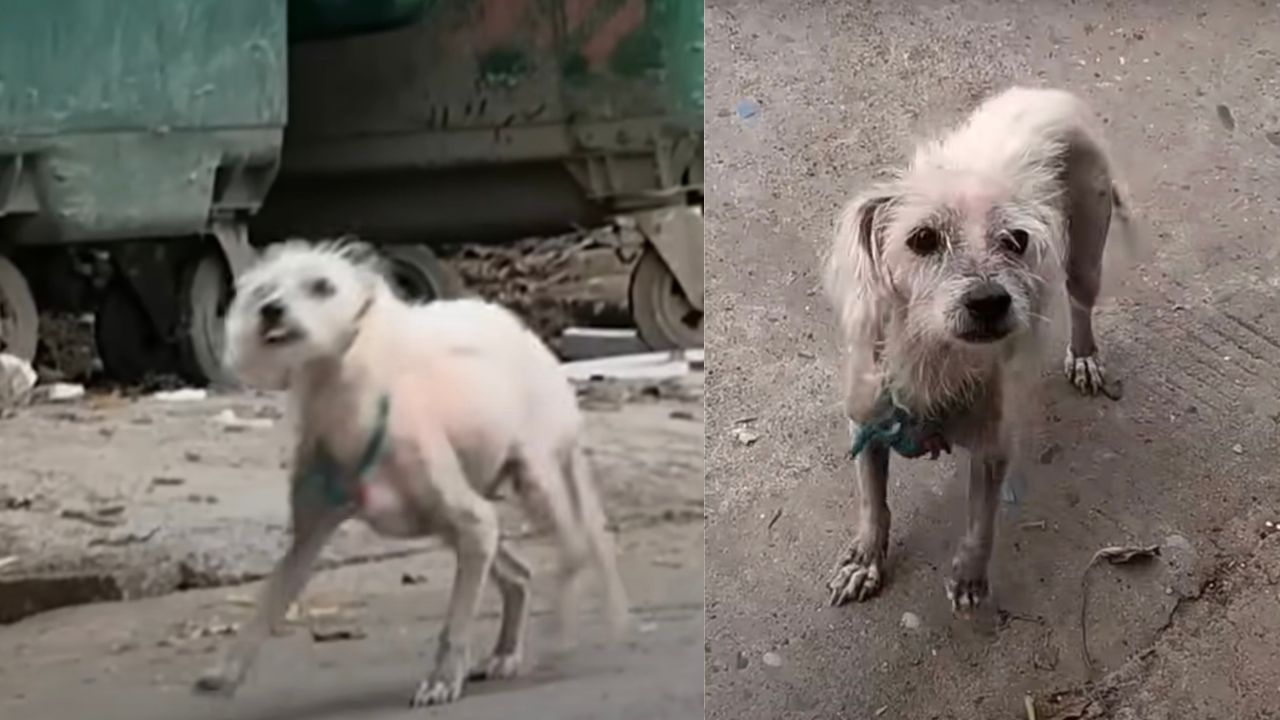 Cagnolina cerca un po' di cibo