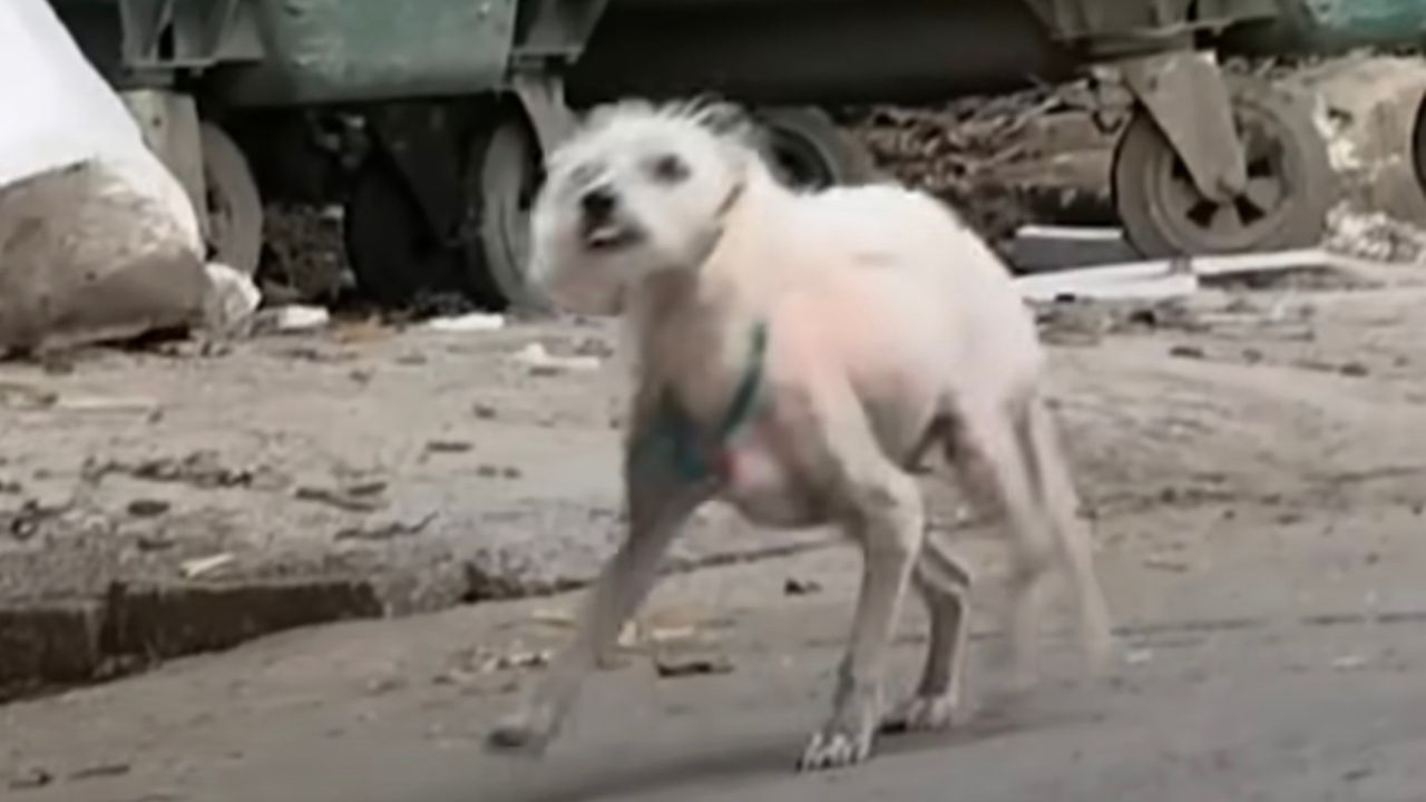 Cagnolina implora per un po' di cibo