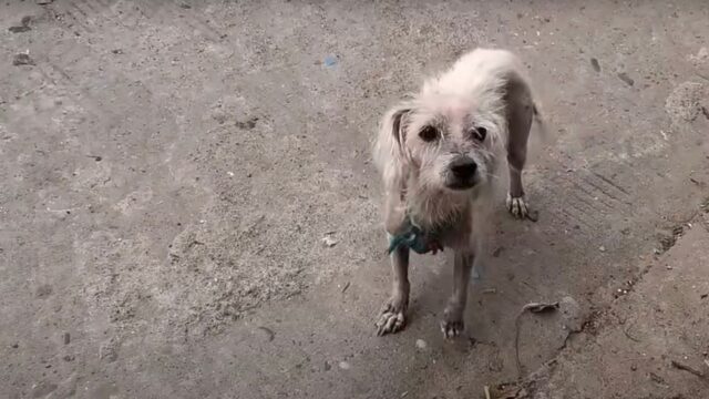 Affamata e speranzosa, la cagnolina ha mangiato tutto ciò che poteva per aver abbastanza latte da nutrire il suo cucciolo – Video