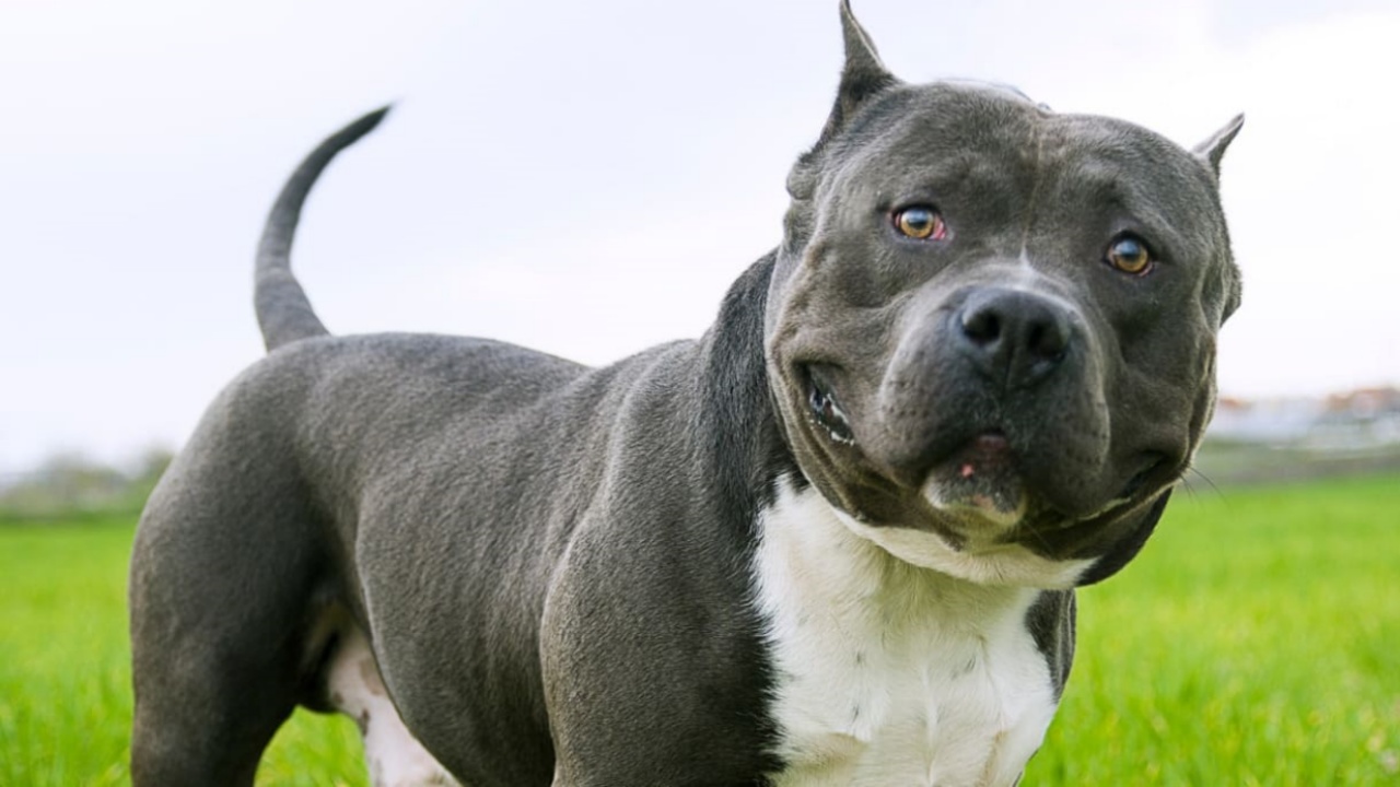 American Bully vietati Inghilterra