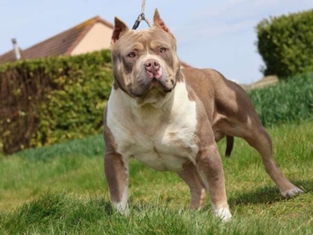 American Bully, divieto in Inghilterra da domani: “O registrate questi cani letali o li sopprimete”
