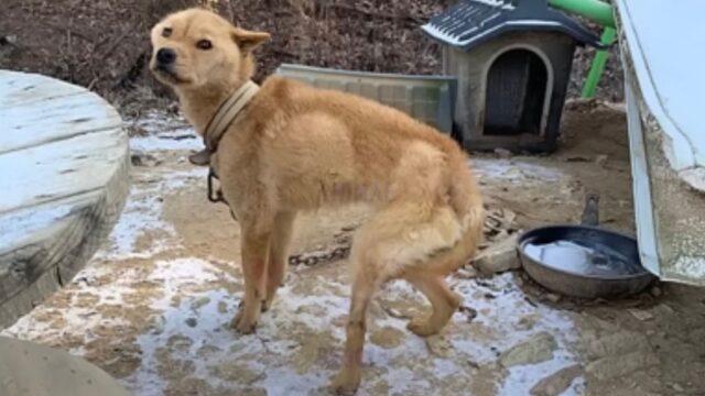 Aveva gli occhi spaventati e piangeva: il cane maltrattato non riusciva proprio a capire il perché di tutto questo dolore