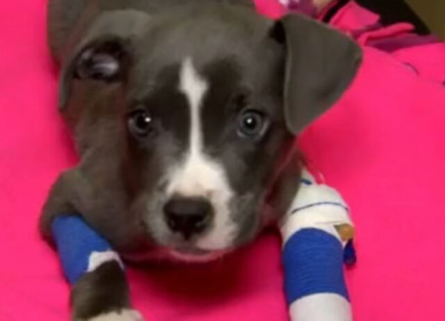 Avevano pensato che non sarebbe sopravvissuto dopo l’intervento, invece il cucciolo di cane ha trovato la felicità