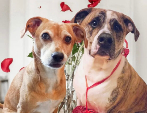 Buon San Valentino! Queste 5 foto di cani che si amano vi faranno capire il vero significato della festa