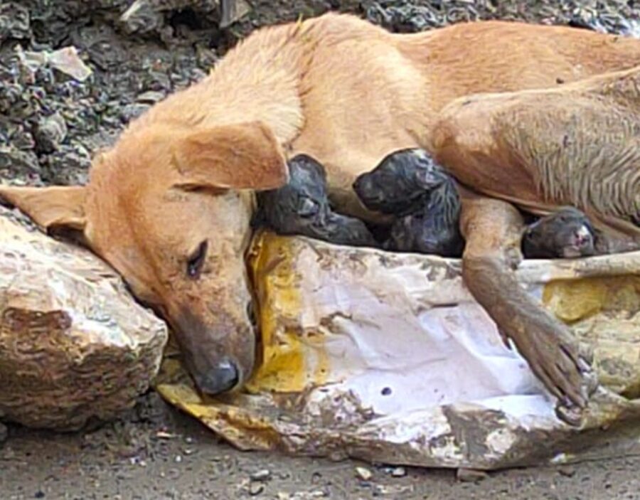 cagnolina triste 