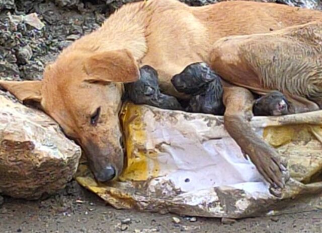 Cagnolina randagia crolla tra le maceria mentre partorisce con grande fatica: dopo si aggrappa ai suoi cuccioli