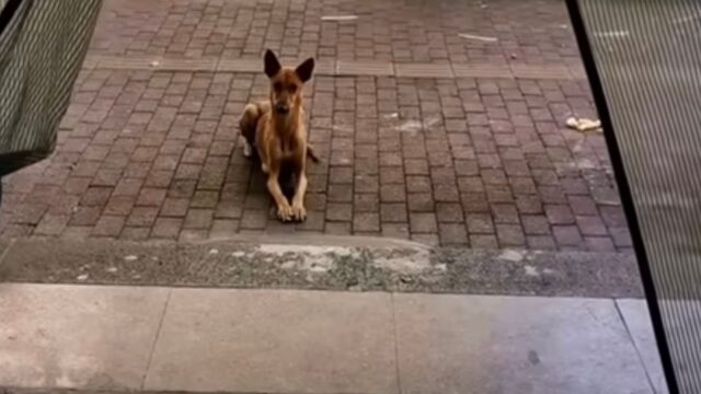 Con due cuccioli a carico, la cagnolina trascina ogni giorno il suo corpo magro al ristorante per chiedere del cibo – Video