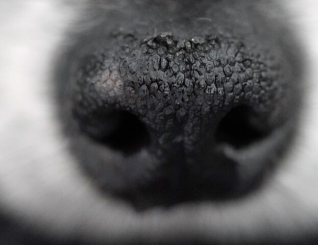 È in partenza uno studio sui cani come sentinelle ambientali nella lotta ai tumori, e si può partecipare in questo modo