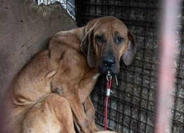 È l’ultimo cane a lasciare l’allevamento intensivo dove sarebbe diventato carne da macello, ma non riesce a muoversi