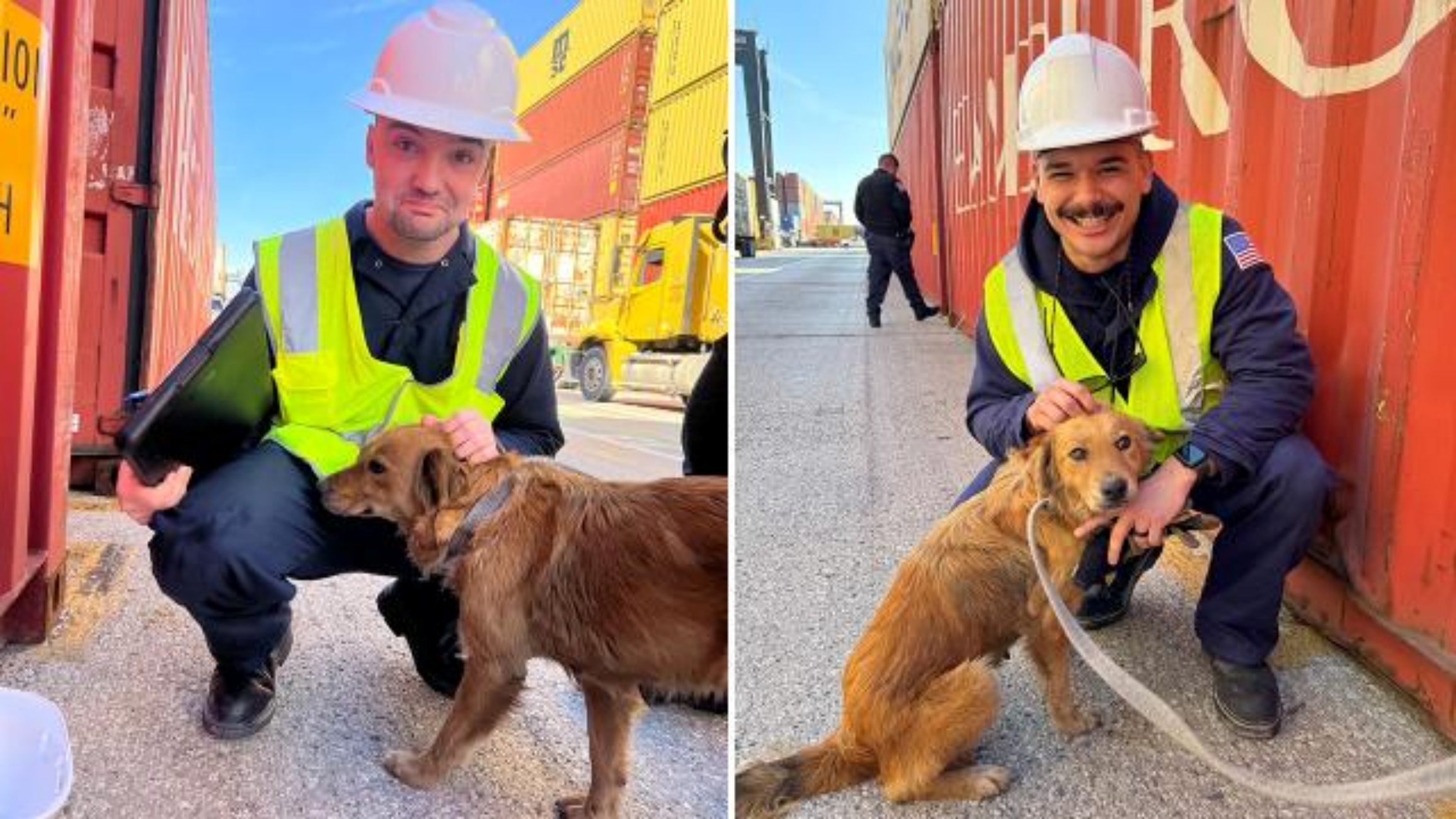 cagnolina salvata da un container