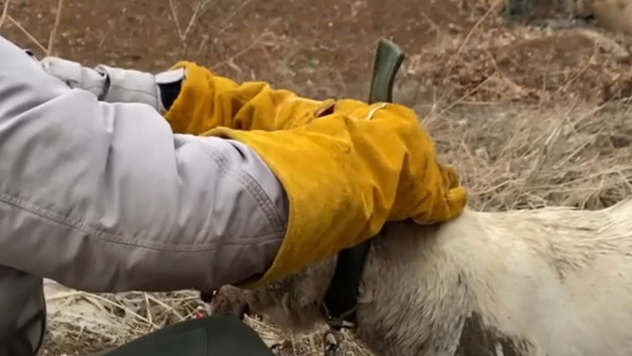 Cagnolina soccorsa