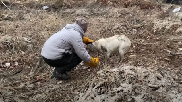 Ferito alla bocca e impotente, la cagnolina giaceva ormai rassegnata sotto un ponte dove nessuno poteva vederlo – Video