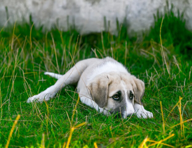 Forse non lo sapevi ma ci sono degli spazi e degli ambienti dove il tuo cane odia proprio stare