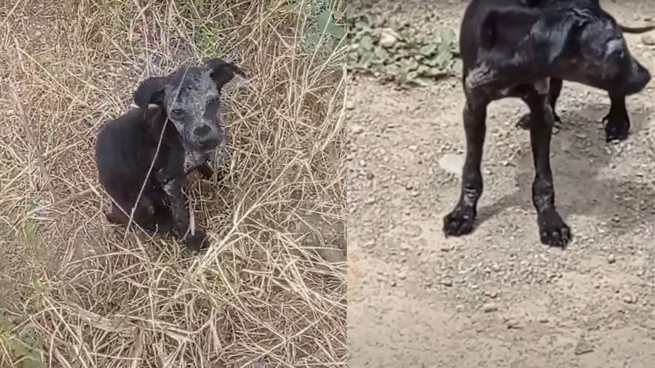 Cucciola di cane vittima di abbandono