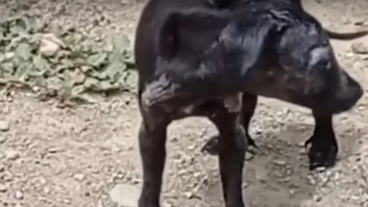 Cucciola di cane malridotta