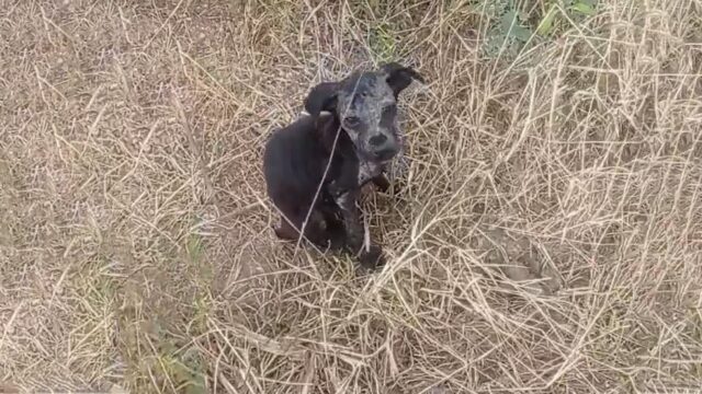 Gettata via come fosse spazzatura, questa cucciola di cane in condizioni miserabili continuava a vagare da sola in campagna – Video
