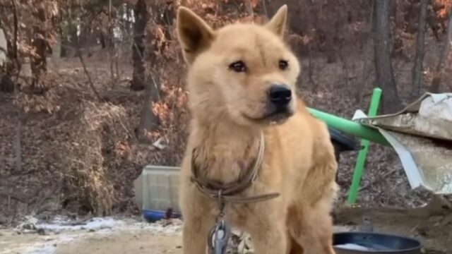 Guardava chi si avvicinava a lui con gli occhi pieni di lacrime: questo cane tenuto in catene non aveva più speranze, solo paure – Video