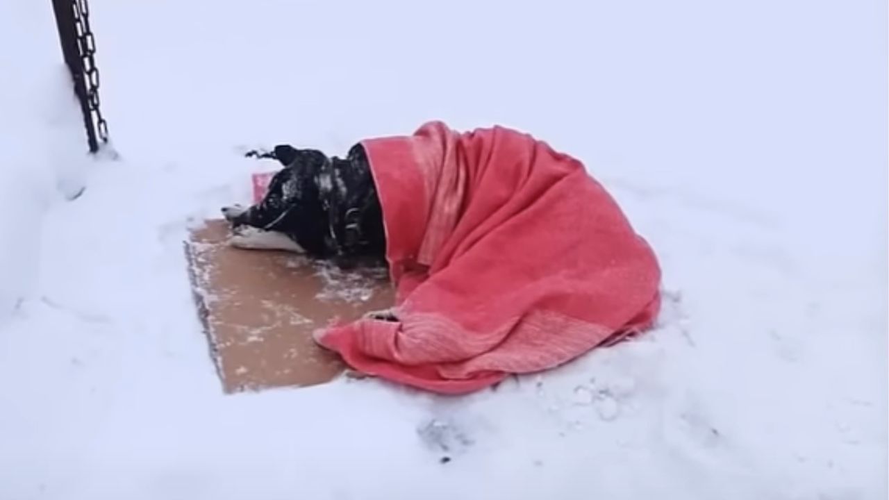 Cane abbandonato dal padrone