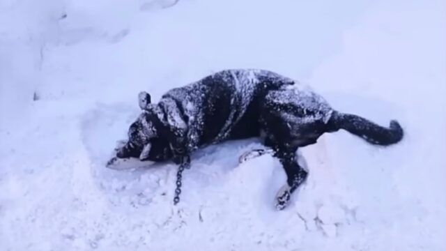 Ha ignorato il suo cane, tenendolo legato nella neve e facendogli del male anche se implorava pietà – Video