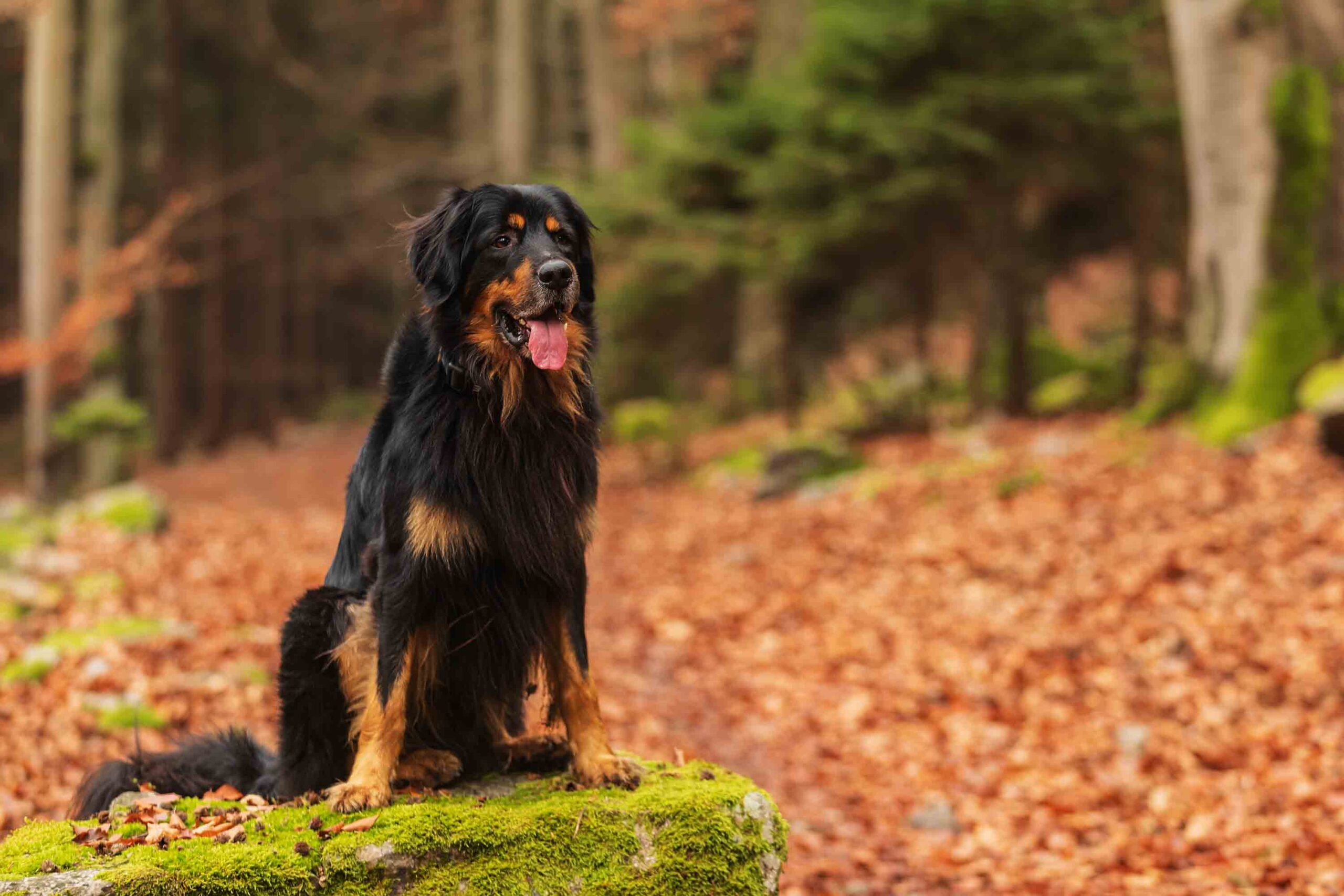 cane nel bosco