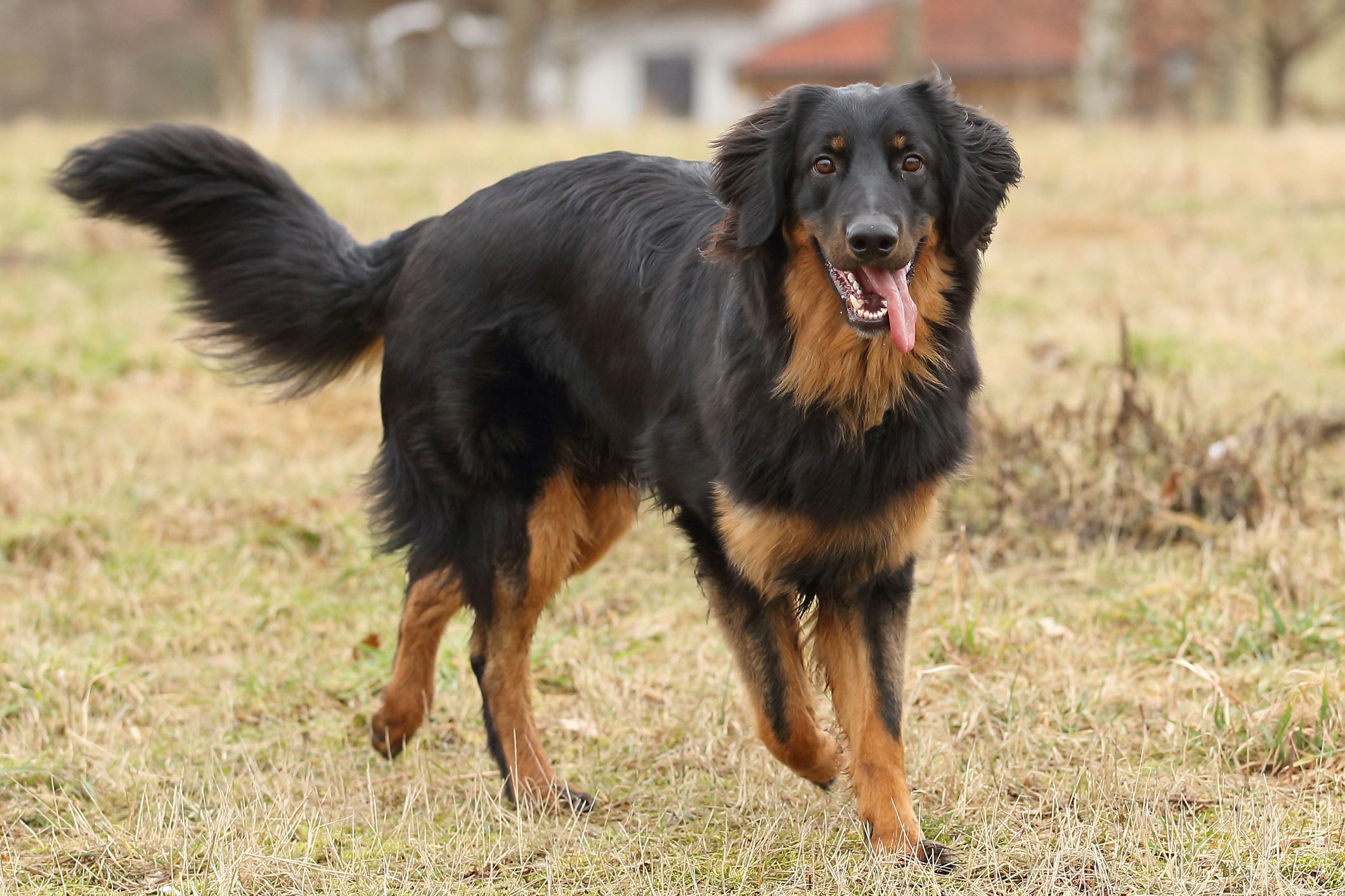 cane da campagna