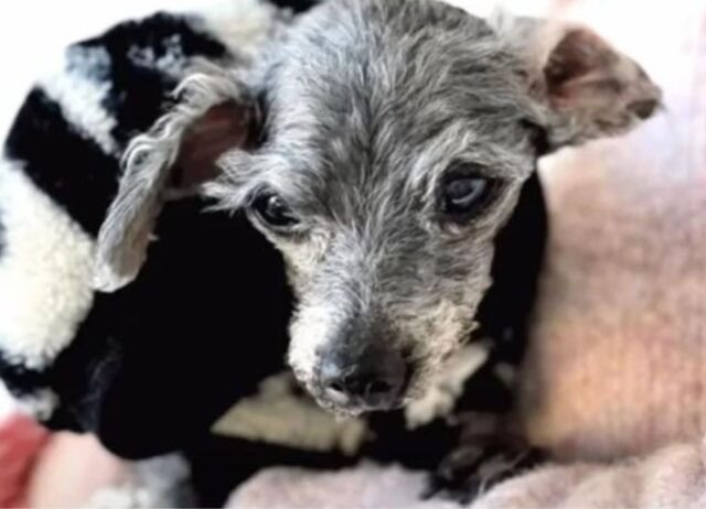 Il cane anziano è stato abbandonato fuori dal rifugio, ha alzato gli occhi chiedendo a chi lo ha trovato di avere pietà