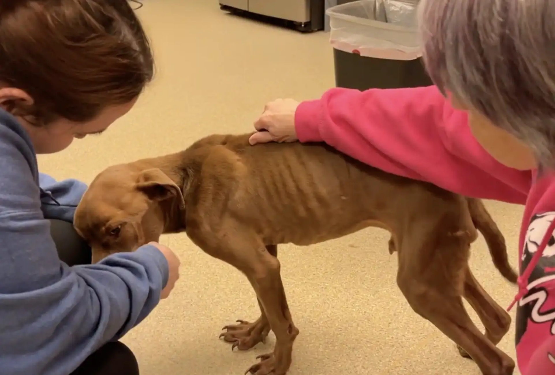 cane e soccorritori