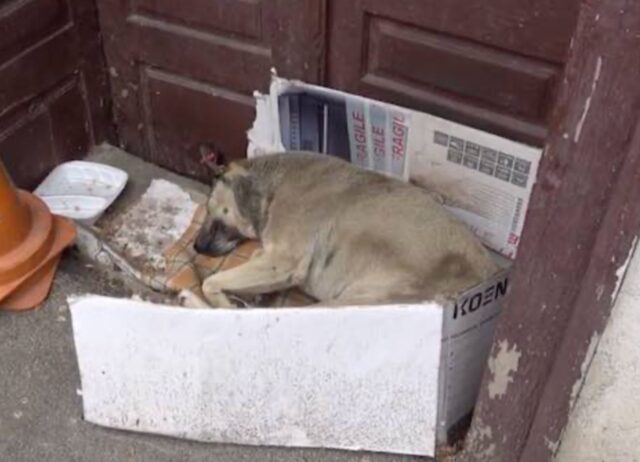 Il cane ha passato tutta la sua vita per strada finché una turista giunta lì per caso non ha incrociato il suo sguardo